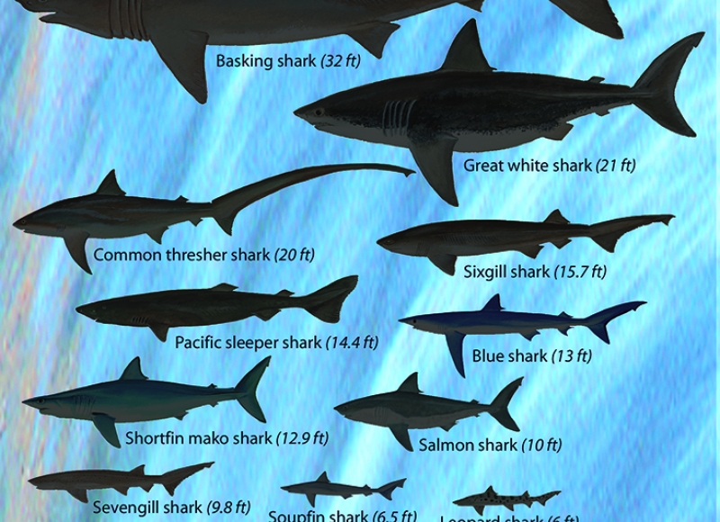Chart of sharks