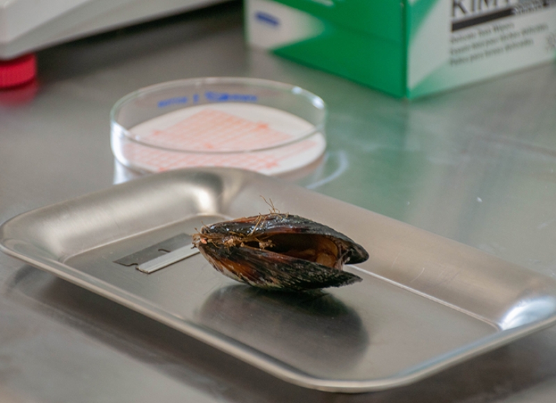 Mussel on a silver tray being prepared for dissection with a razor blade. A petri dish and other laboratory materials appear in the background.
