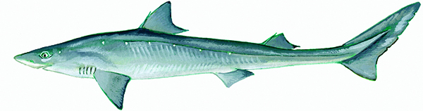 Spiny dogfish (Squalus acanthius)