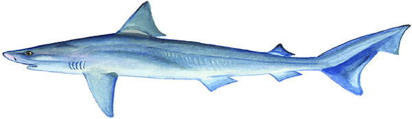 School/Soupfin shark (Galeorhinus zyopterus) 