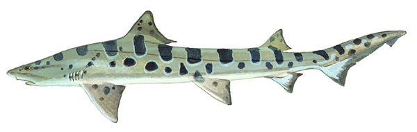 Leopard shark (Triakis semifasciata)